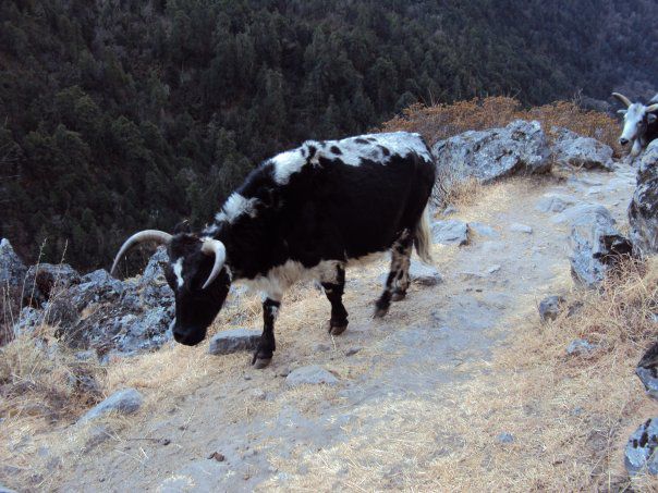 ネパール ランタン　山道を歩く牛