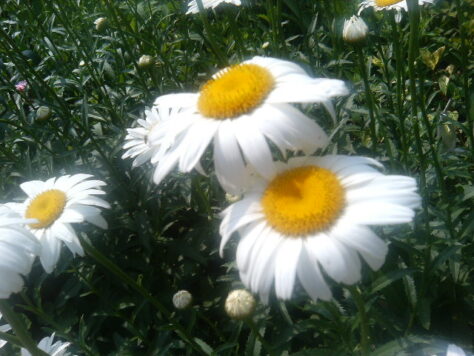 白い花2005