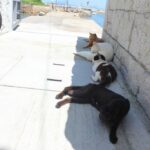 真鍋島の島猫2
