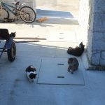 真鍋島の島猫5