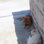 真鍋島の島猫3