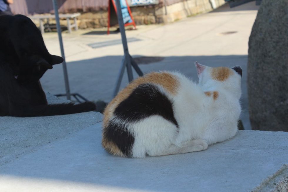 真鍋島の島猫4