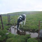 美ヶ原の牛「25番」水を飲む
