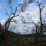 台風の影響で枝が折れた木々 広沢池にて