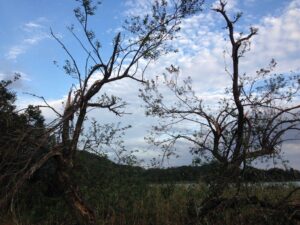 台風の影響で枝が折れた木々 広沢池にて