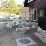六甲山牧場 羊たち