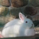 六甲山牧場のアンゴラウサギ