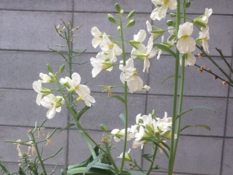 大根 清白・蘿蔔(すずしろ)の花