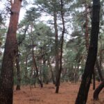 気比の松原 松林