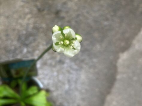 ハエトリグサの花