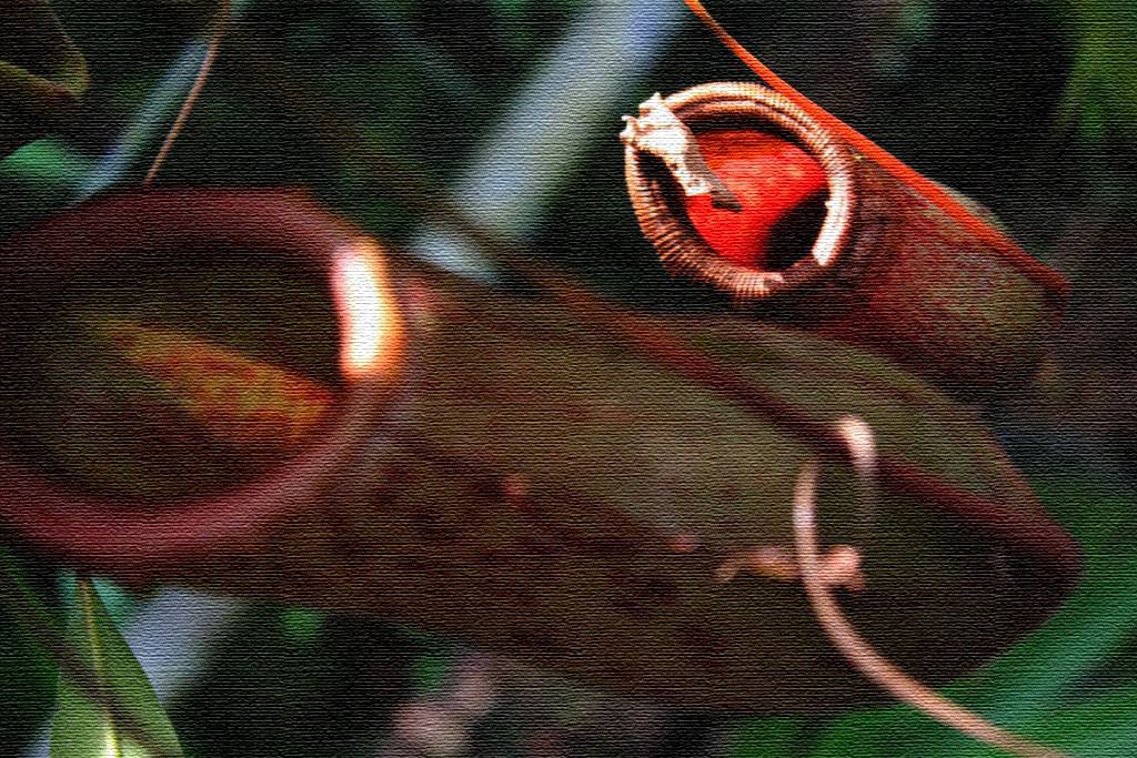 食虫植物 Dive Into Myself