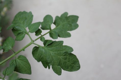 ミニトマト（プチトマト）の葉