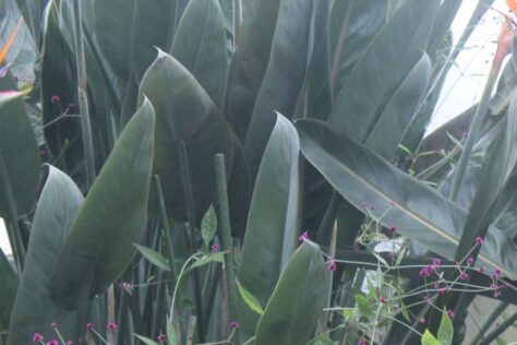 ストレチア・レギネ（極楽鳥花）の葉
