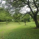 赤松池 池畔の桜並木
